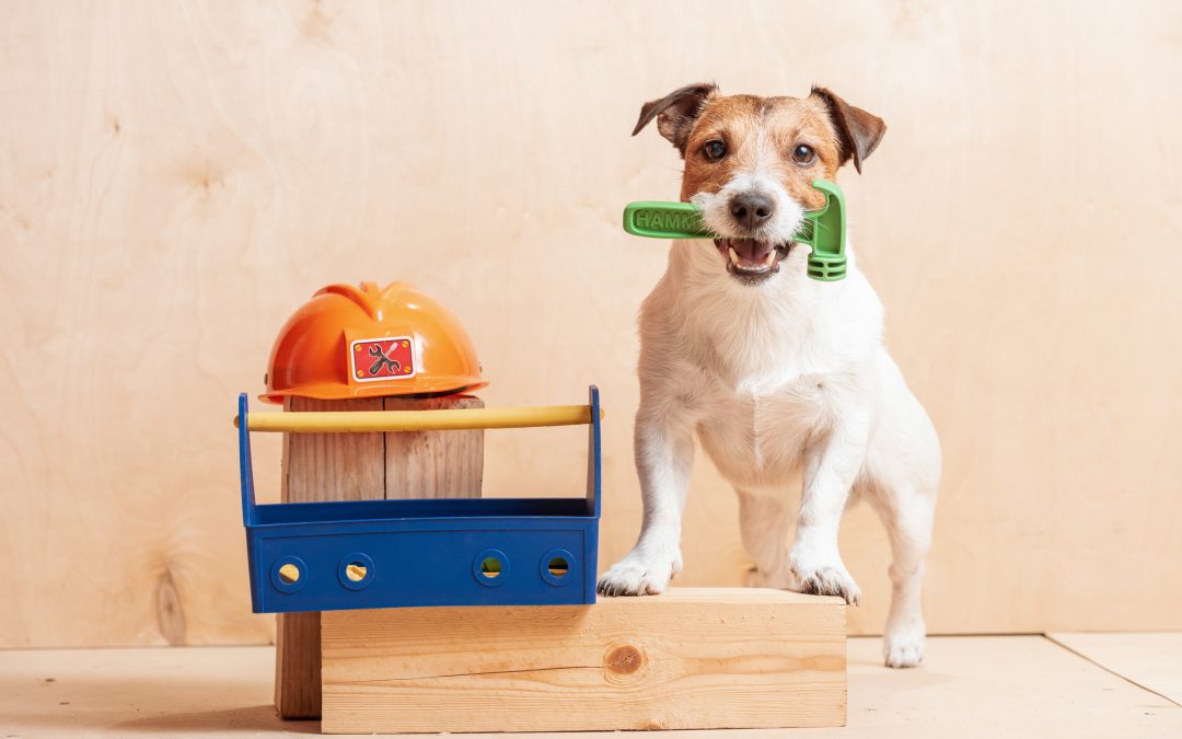4 Home Remodeling Tips to Keep Pets Comfy During Construction